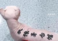 男子给猫纹身被指虐猫遭网暴 回应：给猫做绝育都不会被网暴