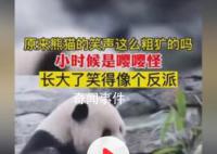 原来熊猫的笑声这么粗犷吗 长大了笑得像个反派
