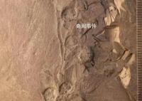 约1.7亿年前的“花”被发现 科研团队将其命名为美丽青甘宁果序