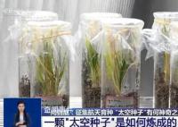 上天入地的太空种子这样炼成 什么是航天育种?