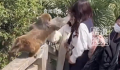 女子给猴子喂食被掌掴 景区回应