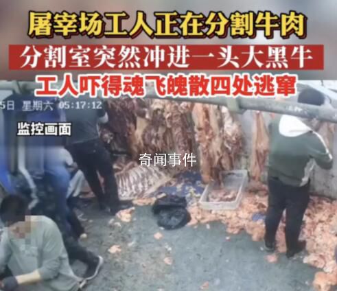 黑牛闯入分割室工人四处逃窜 工人瞬间吓得魂飞魄散
