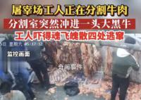 黑牛闯入分割室工人四处逃窜 工人瞬间吓得魂飞魄散