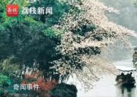 把春天打包给你 打包春天是什么意思