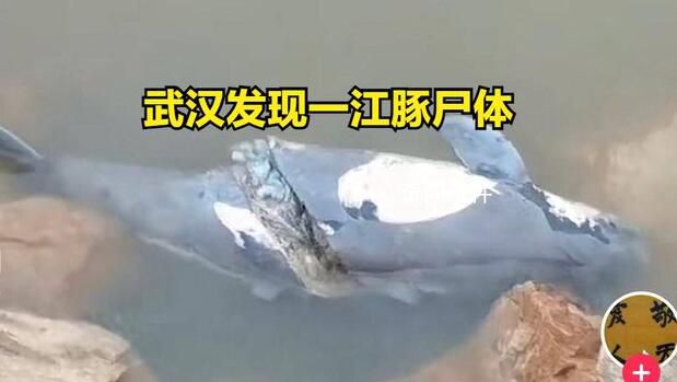 武汉发现一死亡江豚 到底是如何造成的