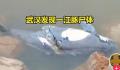 武汉发现一死亡江豚 到底是如何造成的