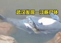 武汉发现一死亡江豚 到底是如何造成的