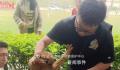 成都锦城学院流浪狗被接走救助 引发网友关注