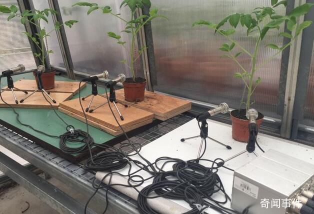研究发现植物也会说话 植物的声音是什么样的