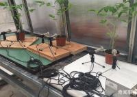 研究发现植物也会说话 植物的声音是什么样的