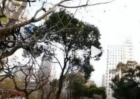 医生因纠纷杀害护士妻子被控制 案件正在进一步侦办中