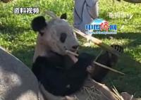 动物园称未经许可不得直播丫丫 你觉得孟菲斯动物园的要求是否合理?