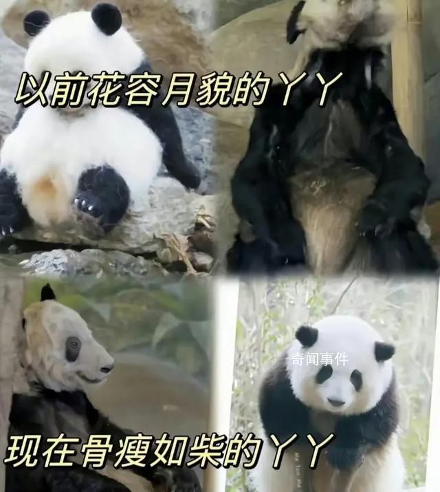 上海检疫后北京动物园将接走丫丫 上海动物园提供协助支持