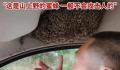 女子乘车遇大叔车顶有一窝蜜蜂 大叔不仅不怕甚至笑着拍视频