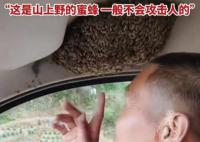女子乘车遇大叔车顶有一窝蜜蜂 大叔不仅不怕甚至笑着拍视频