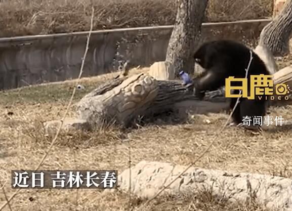 猩猩被游客扔瓶子砸头后扔回反击 目前猩猩身体状况并无大碍