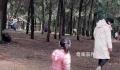 上百人进山挖黄金?官方:挖的是昆虫