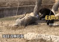 猩猩被游客扔瓶子砸头后扔回反击 目前猩猩身体状况并无大碍