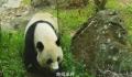 美香等旅美熊猫有乞食行为?官方回应