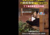 孟菲斯动物园将为丫丫举办告别派对 丫丫会在那里待到月底