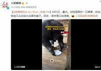 黑猩猩吃完饭主动到水池里洗盘子 网友：原来是只自律猩