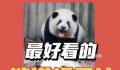 国宝熊猫回家记 保护濒危野生动物是全社会的责任