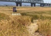 麦田成网红打卡地遭游客踩踏 不文明行为开始出现