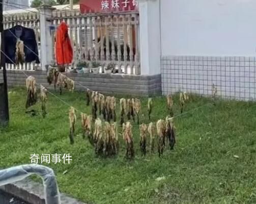 校内晒实验用芥菜被人偷走大半 幸好剩了一部分还够做实验