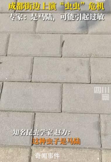 成都升温千足虫满街爬 路过的小孩被吓到尖叫