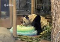 丫丫吃水果冰蛋糕 丫丫正式移交中方