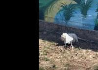 动物园回应老虎把孔雀吃了 后续将出台措施防止孔雀往猛兽区跑