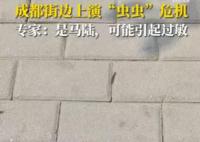 成都升温千足虫满街爬 路过的小孩被吓到尖叫