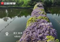 浙大一个走廊被紫藤花淹没 好似一片紫色云霞