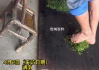茶农称赤脚踩茶叶是传统工艺 事先会用香灰洗脚
