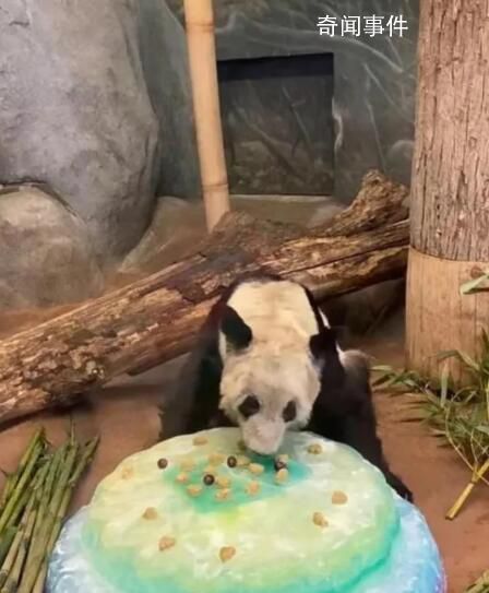 丫丫将由美国联邦快递直接送至上海 美方兽医将陪同旅美大熊猫丫丫回中国