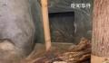 丫丫将由美国联邦快递直接送至上海 美方兽医将陪同旅美大熊猫丫丫回中国