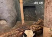 丫丫将由美国联邦快递直接送至上海 美方兽医将陪同旅美大熊猫丫丫回中国