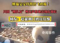 熊猫宝宝吓到奶瓶都扔了 实在是令人哭笑不得