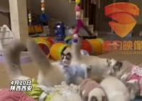 男子养近200只猫雇4人轮班照顾 引发网友关注