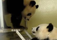 法国续租大熊猫欢欢和圆仔 租期将延长至2027年