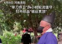 这株牡丹有“带刀侍卫”24小时守护 因排队游客较多一拨只能看30秒