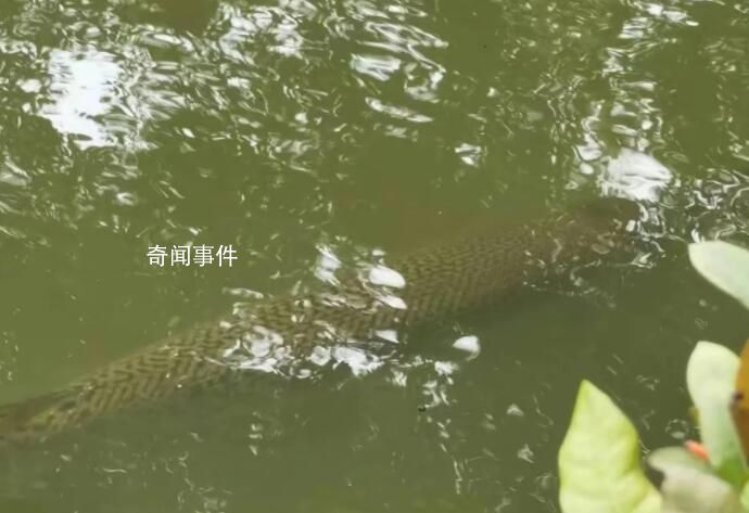 广州一高校中心湖发现鳄雀鳝 鳄雀鳝是外来入侵物种吗