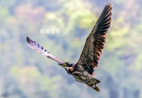 广东惠东发现“世界最神秘的鸟” 海南鳽是几级保护动物