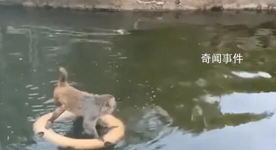 南京网红暴猴被收编至动物园 被动物园的猴王打得不敢上岸