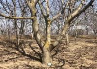 4500棵核桃树种12年被人齐根锯断 向相关部门反映希望找到嫌疑人但至今毫无音讯