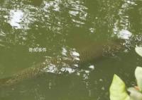 广州一高校中心湖发现鳄雀鳝 鳄雀鳝是外来入侵物种吗