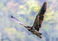 广东惠东发现“世界最神秘的鸟” 海南鳽是几级保护动物