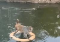 南京网红暴猴被收编至动物园 被动物园的猴王打得不敢上岸