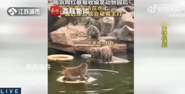 南京网红暴猴遭霸凌长期水上漂 如何安置该猕猴园方尚未给出回应