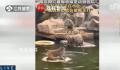 南京网红暴猴遭霸凌长期水上漂 如何安置该猕猴园方尚未给出回应